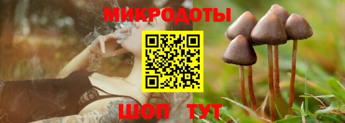 Галлюциногенные грибы Psilocybe Калининград